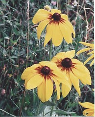 Image showing Blackeyed susan