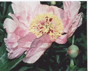 Image showing flower