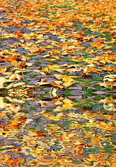 Image showing Autumn