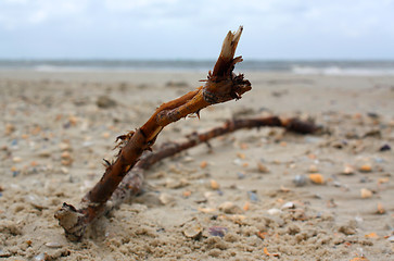 Image showing Beach