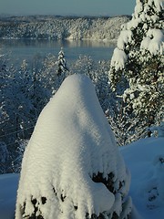 Image showing Snow on tree by the fjord