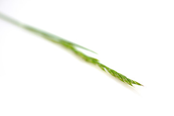 Image showing Grass