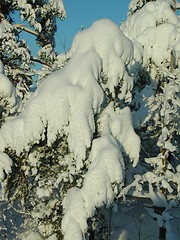 Image showing Snow on trees