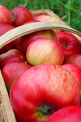 Image showing the apple harvest