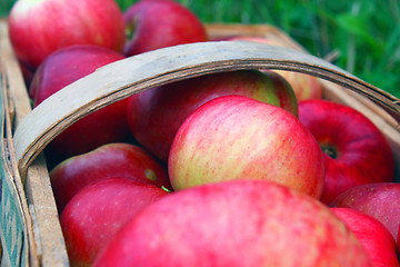 Image showing the apple harvest