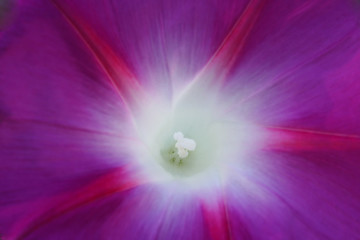 Image showing Morning Glory