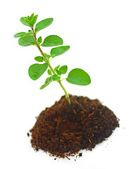 Image showing Oregano