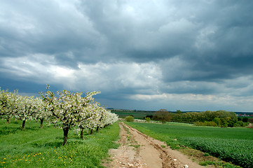 Image showing Cherry garden