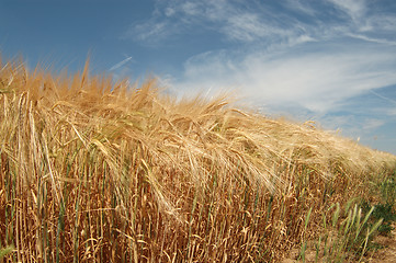 Image showing Field of wheat