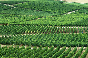 Image showing Green vineyards