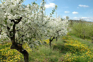 Image showing Cherry garden
