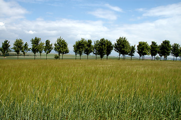 Image showing Summer landscape