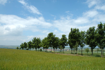 Image showing Summer landscape