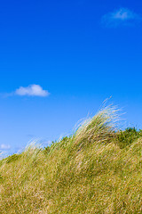 Image showing Dunes