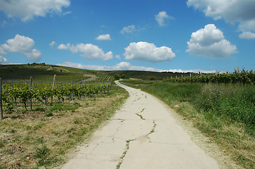 Image showing Summer landscape