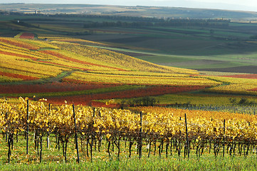 Image showing Vineyards in autumn colors