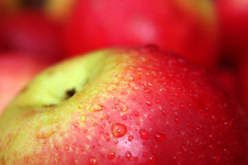 Image showing the apple harvest