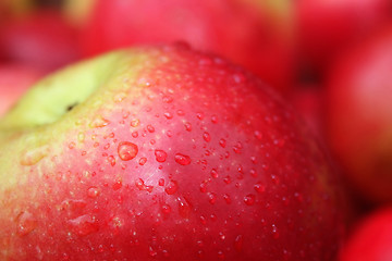 Image showing the apple harvest