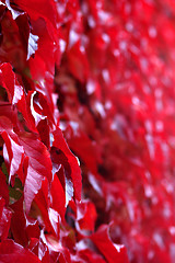 Image showing Buntes Laub im Herbst