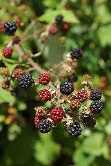 Image showing wild blackberries bunch in nature