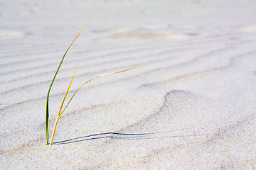 Image showing Beach