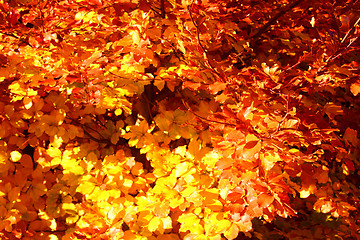 Image showing Buntes Laub im Herbst