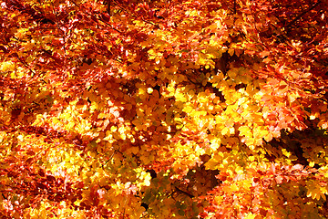 Image showing Buntes Laub im Herbst