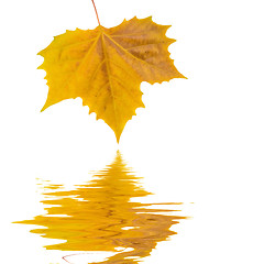 Image showing Beautiful golden leaves in autumn