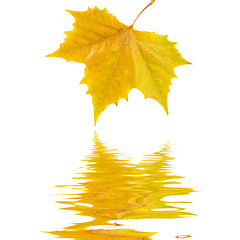 Image showing Beautiful golden leaves in autumn