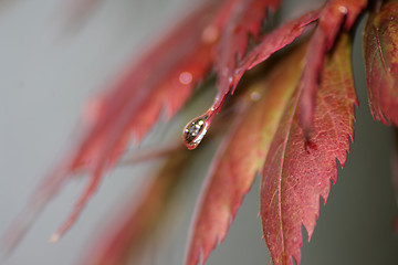 Image showing Buntes Laub im Herbst