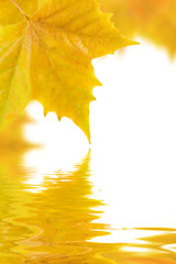 Image showing Beautiful golden leaves in autumn