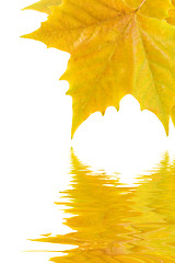 Image showing Beautiful golden leaves in autumn