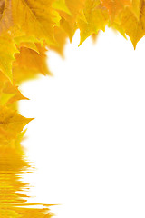 Image showing Beautiful golden leaves in autumn