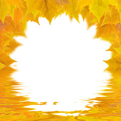 Image showing Beautiful golden leaves in autumn