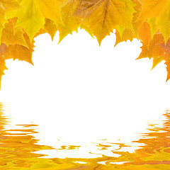 Image showing Beautiful golden leaves in autumn