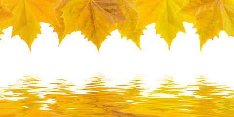 Image showing Beautiful golden leaves in autumn