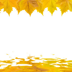 Image showing Beautiful golden leaves in autumn