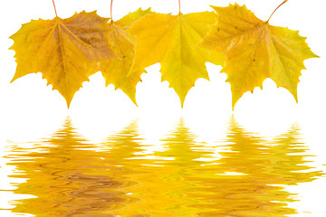 Image showing Beautiful golden leaves in autumn