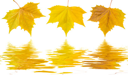 Image showing Beautiful golden leaves in autumn