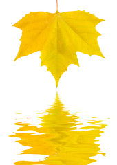 Image showing Beautiful golden leaves in autumn