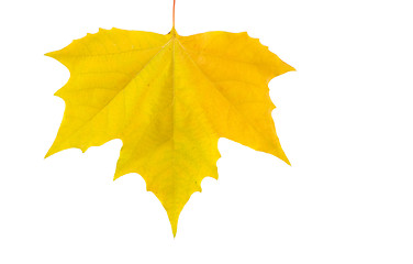 Image showing Beautiful golden leaves in autumn