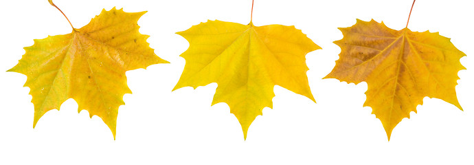 Image showing Beautiful golden leaves in autumn