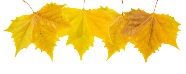 Image showing Beautiful golden leaves in autumn