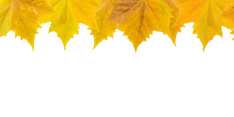 Image showing Beautiful golden leaves in autumn