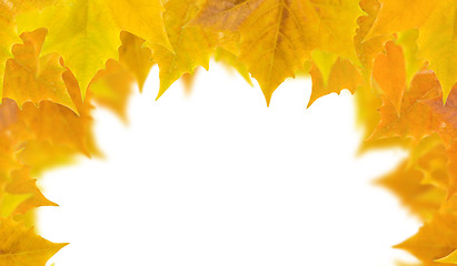 Image showing Beautiful golden leaves in autumn