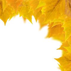 Image showing Beautiful golden leaves in autumn