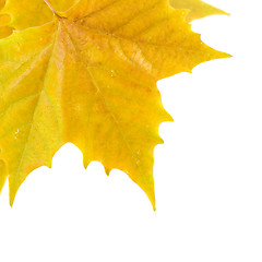 Image showing Beautiful golden leaves in autumn