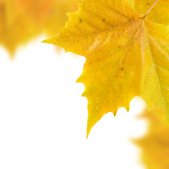 Image showing Beautiful golden leaves in autumn