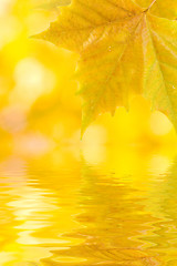 Image showing Beautiful golden leaves in autumn