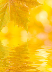 Image showing Beautiful golden leaves in autumn